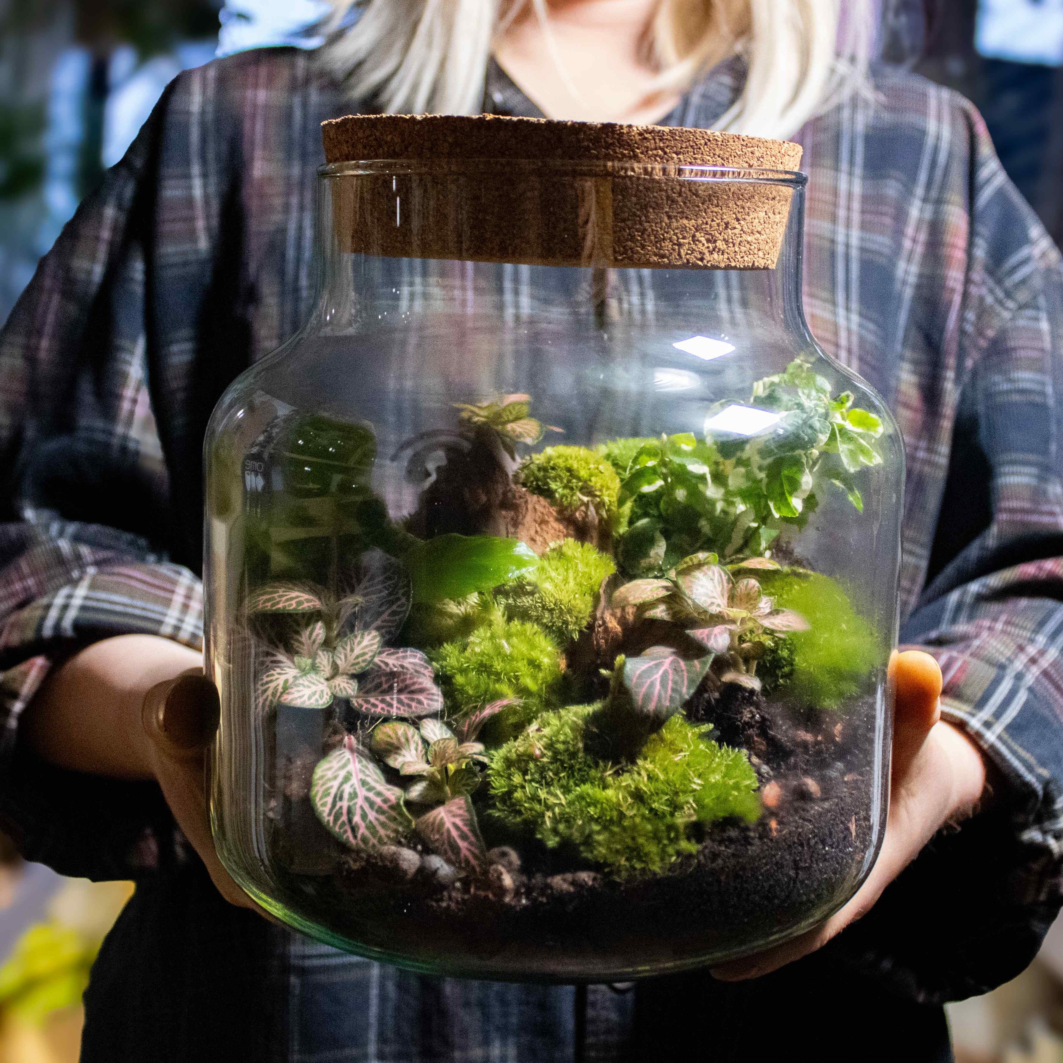 Stout Terrarium Kit - Image 3