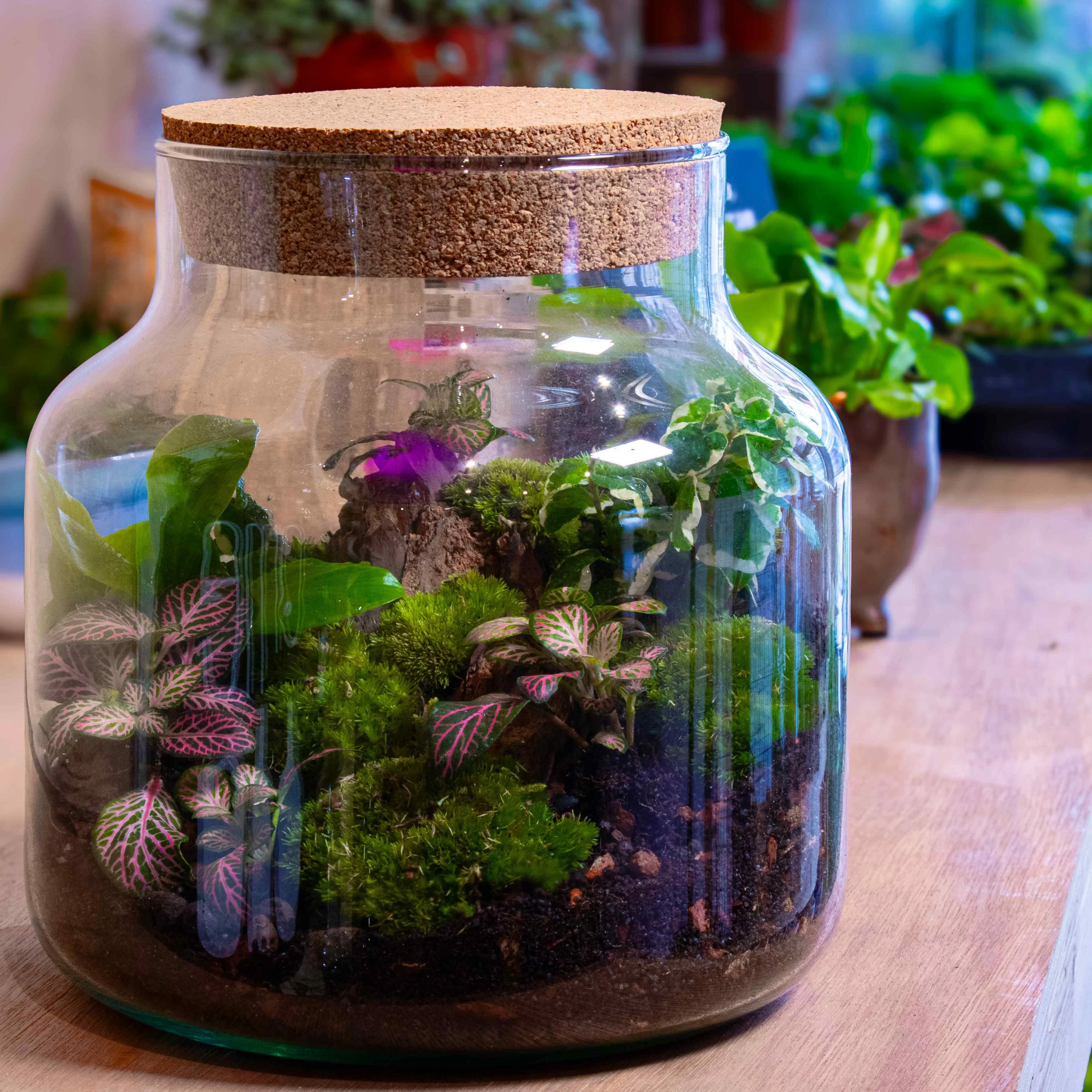 Stout Terrarium Kit - Image 4