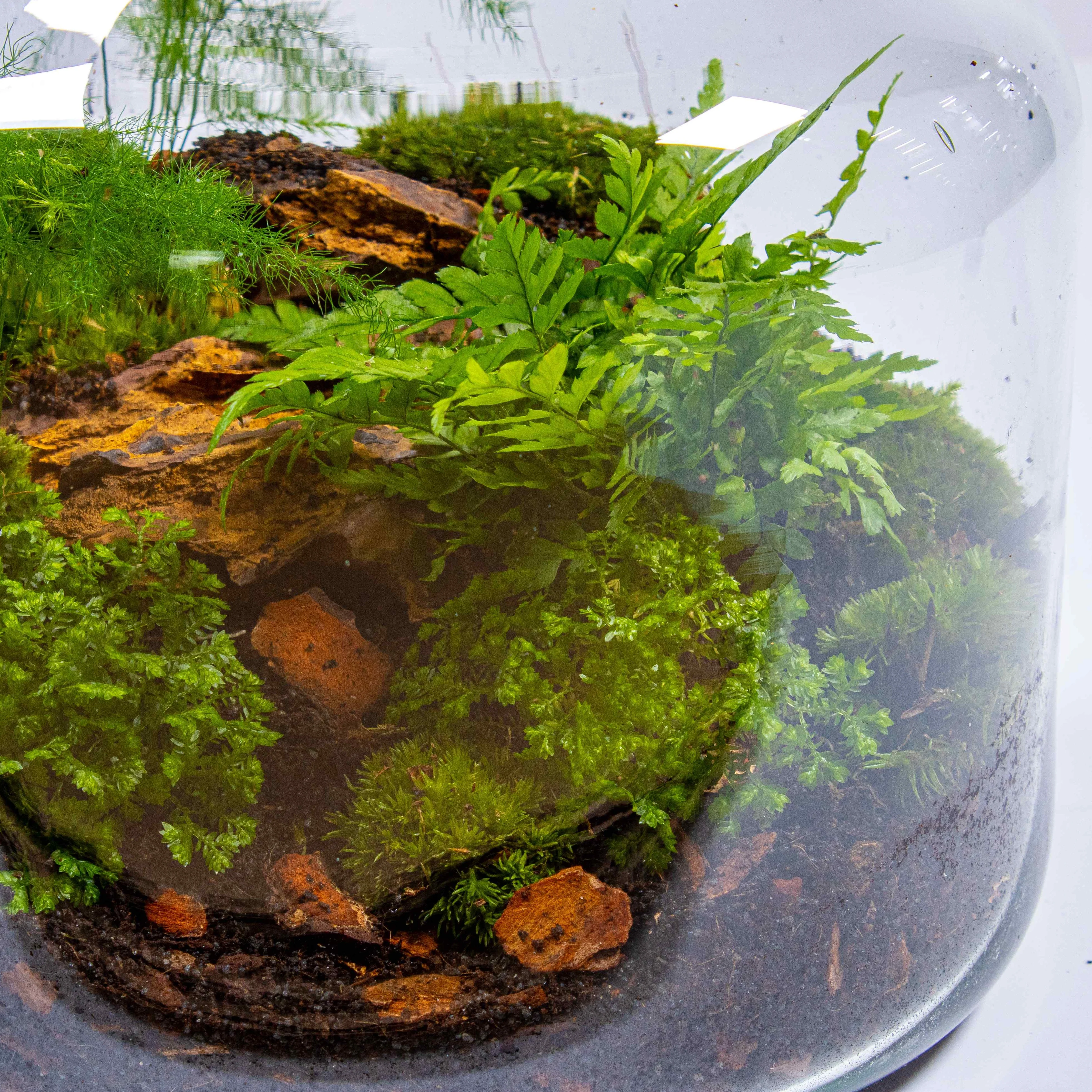 Stout Terrarium Kit - Image 7