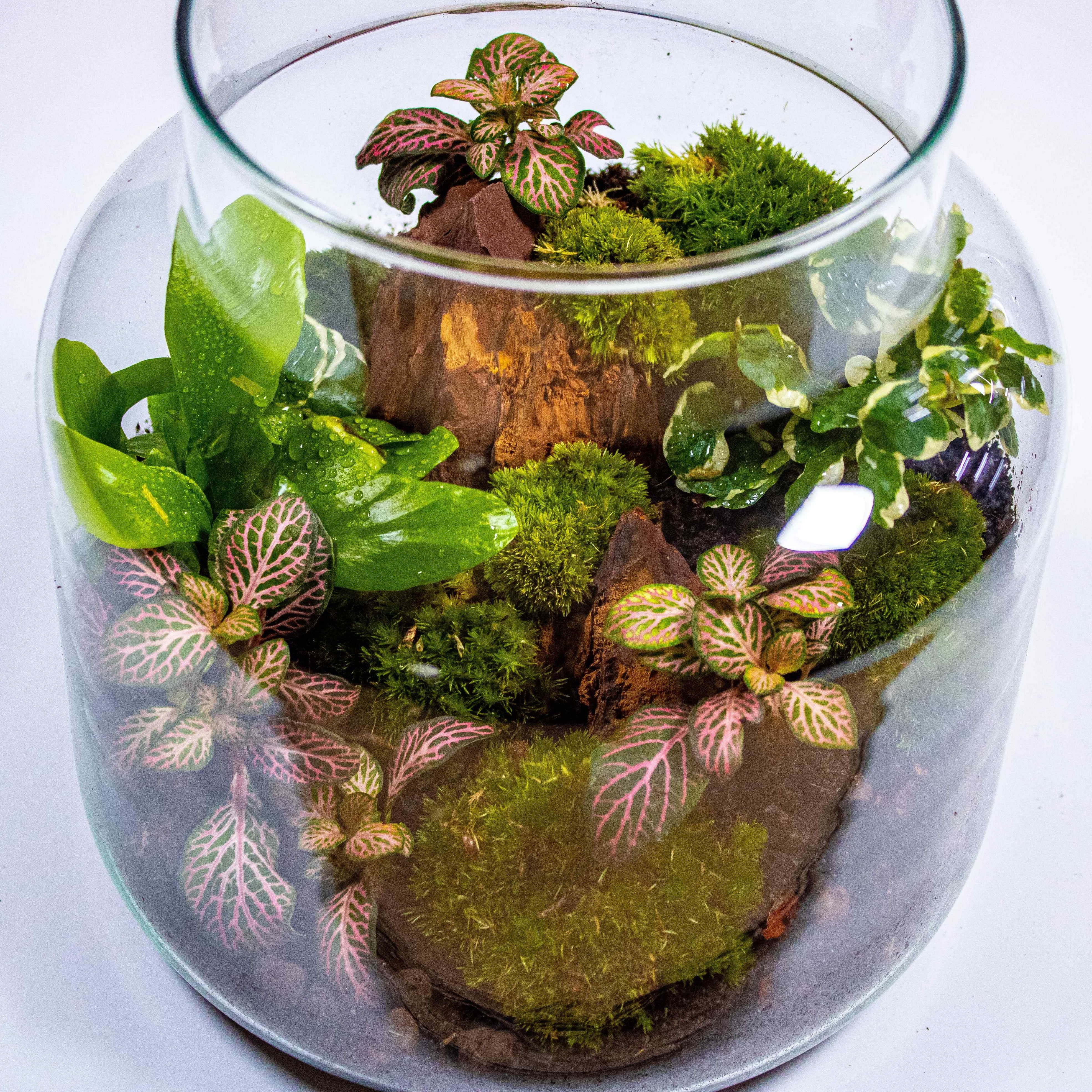 Stout Terrarium Kit - Image 8