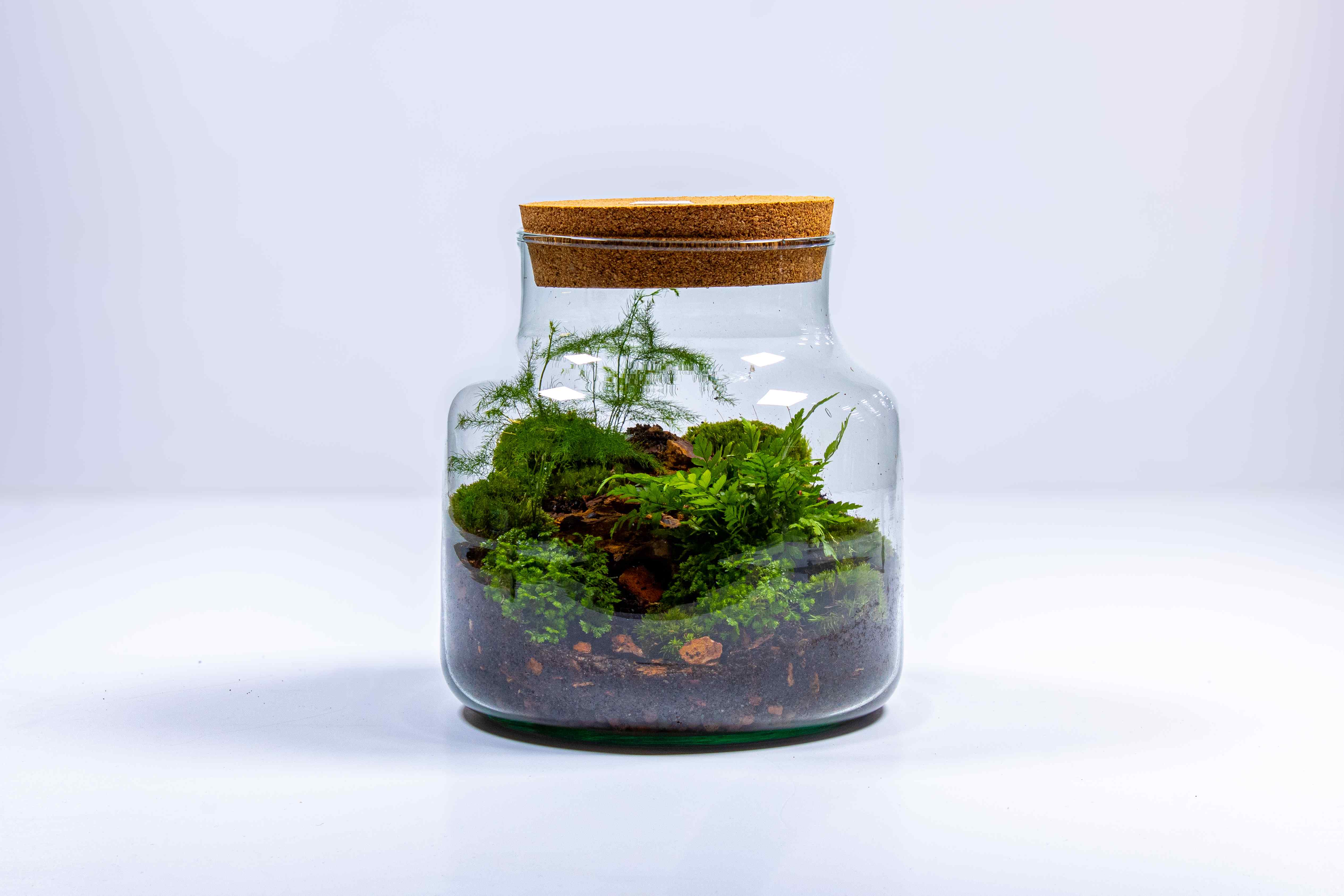 Stout Terrarium Kit - Image 9