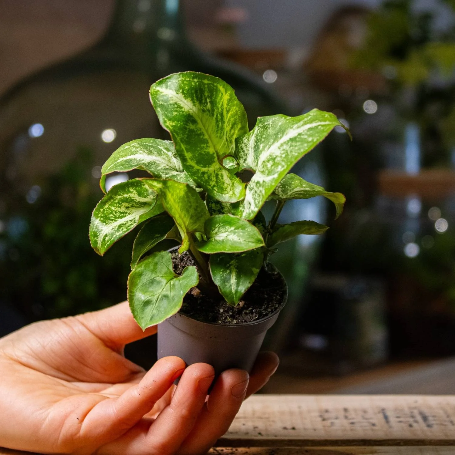 Syngonium pixie (Arrowhead plant) 6cm - Image 2