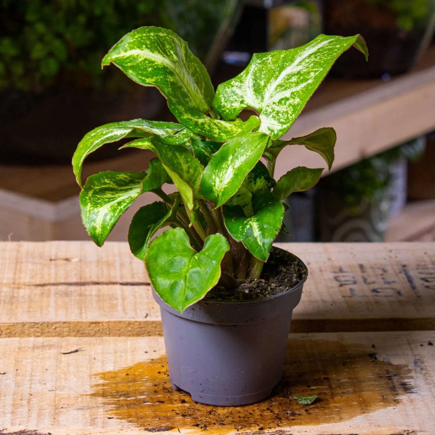 Syngonium pixie (Arrowhead plant) 6cm - Image 3