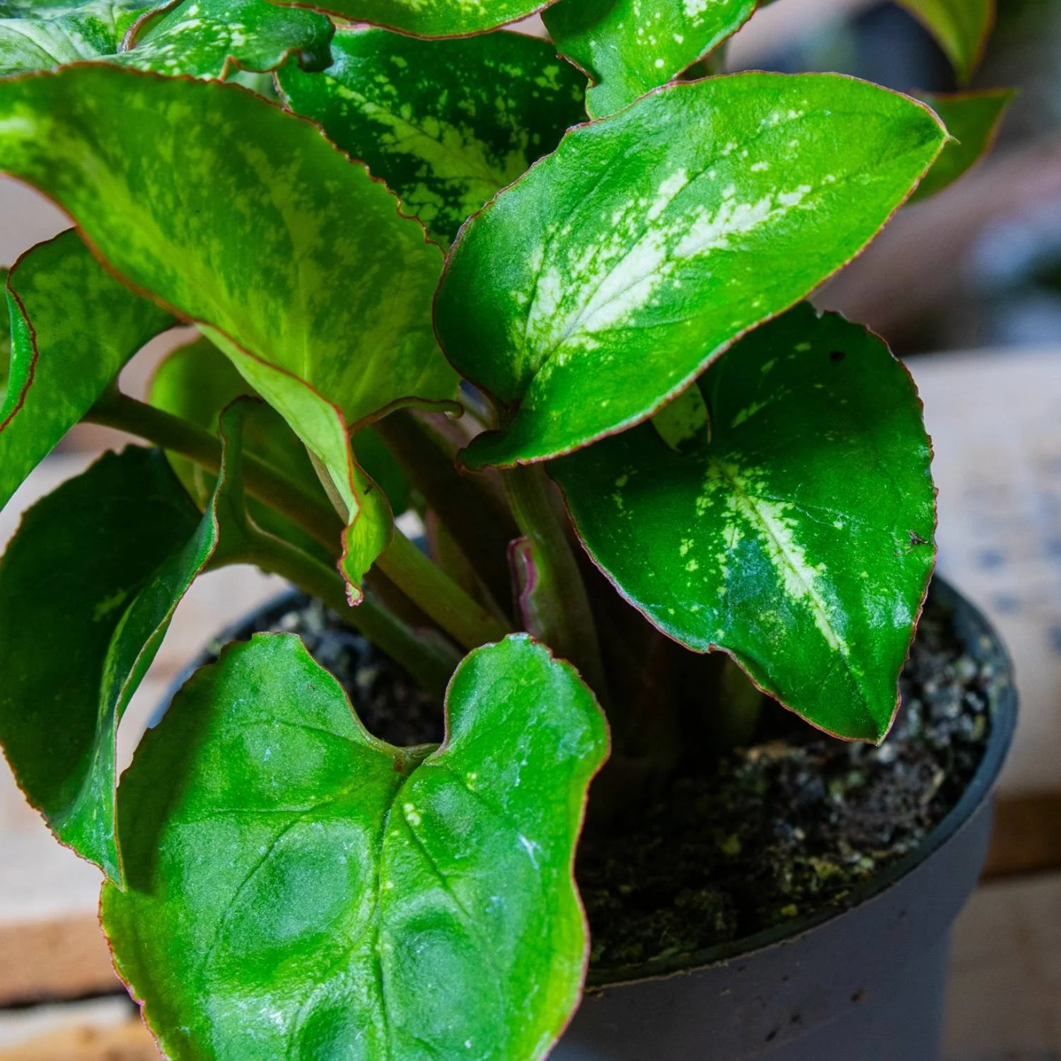 Syngonium pixie (Arrowhead plant) 6cm - Image 4