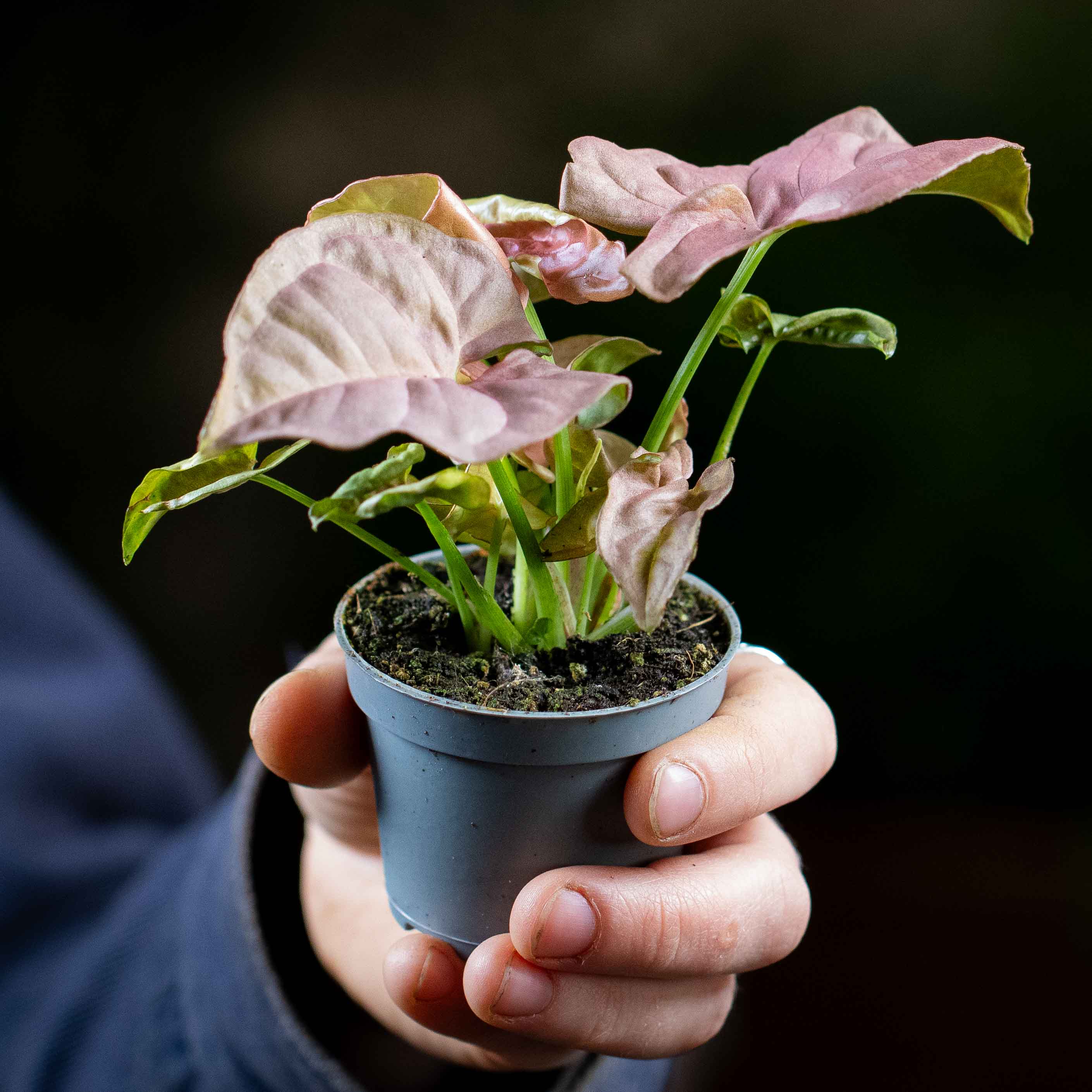 Syngonium podophyllum 'Pink Allusion' (Arrowhead Plant) 6cm - Image 2