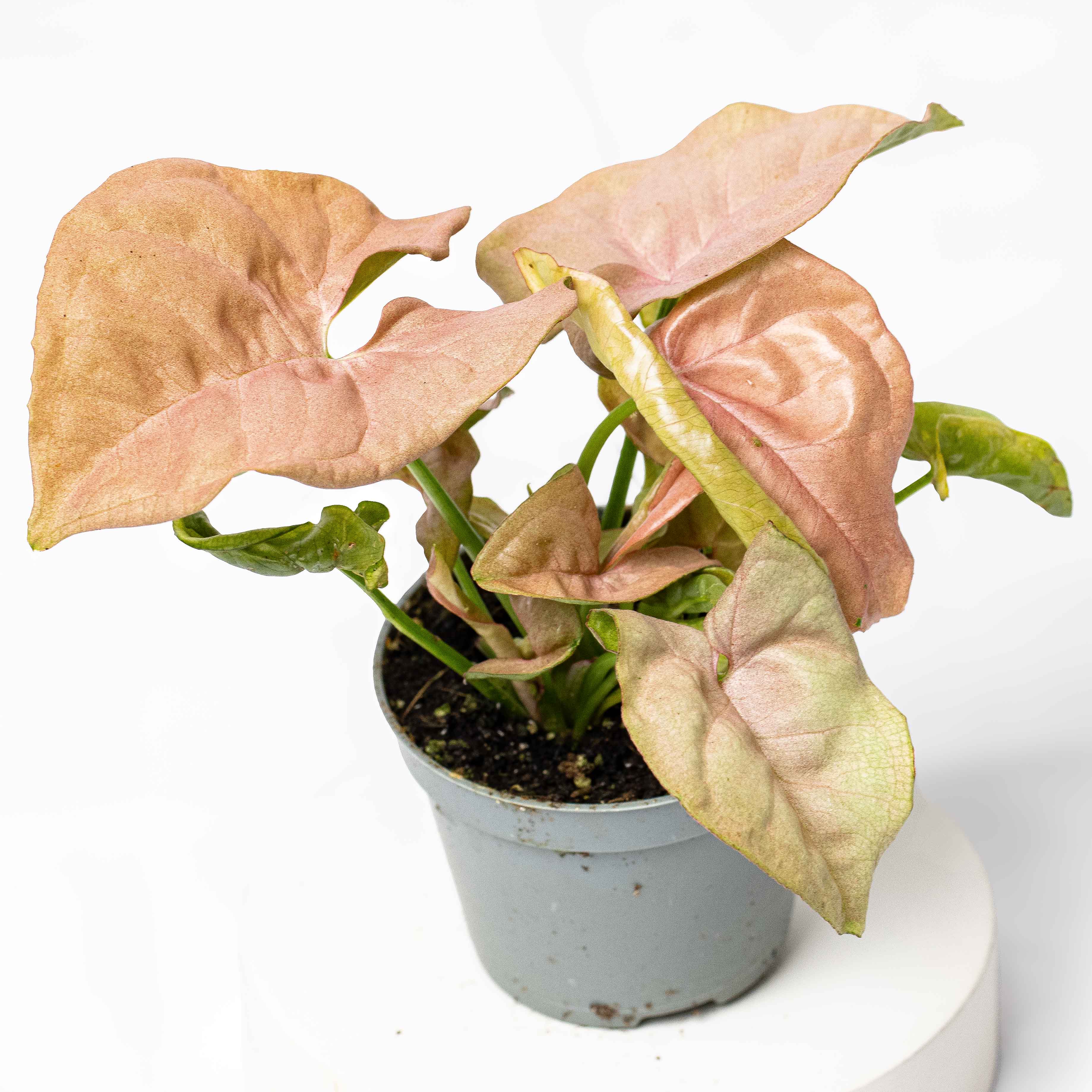 Syngonium podophyllum 'Pink Allusion' (Arrowhead Plant) 6cm - Image 3