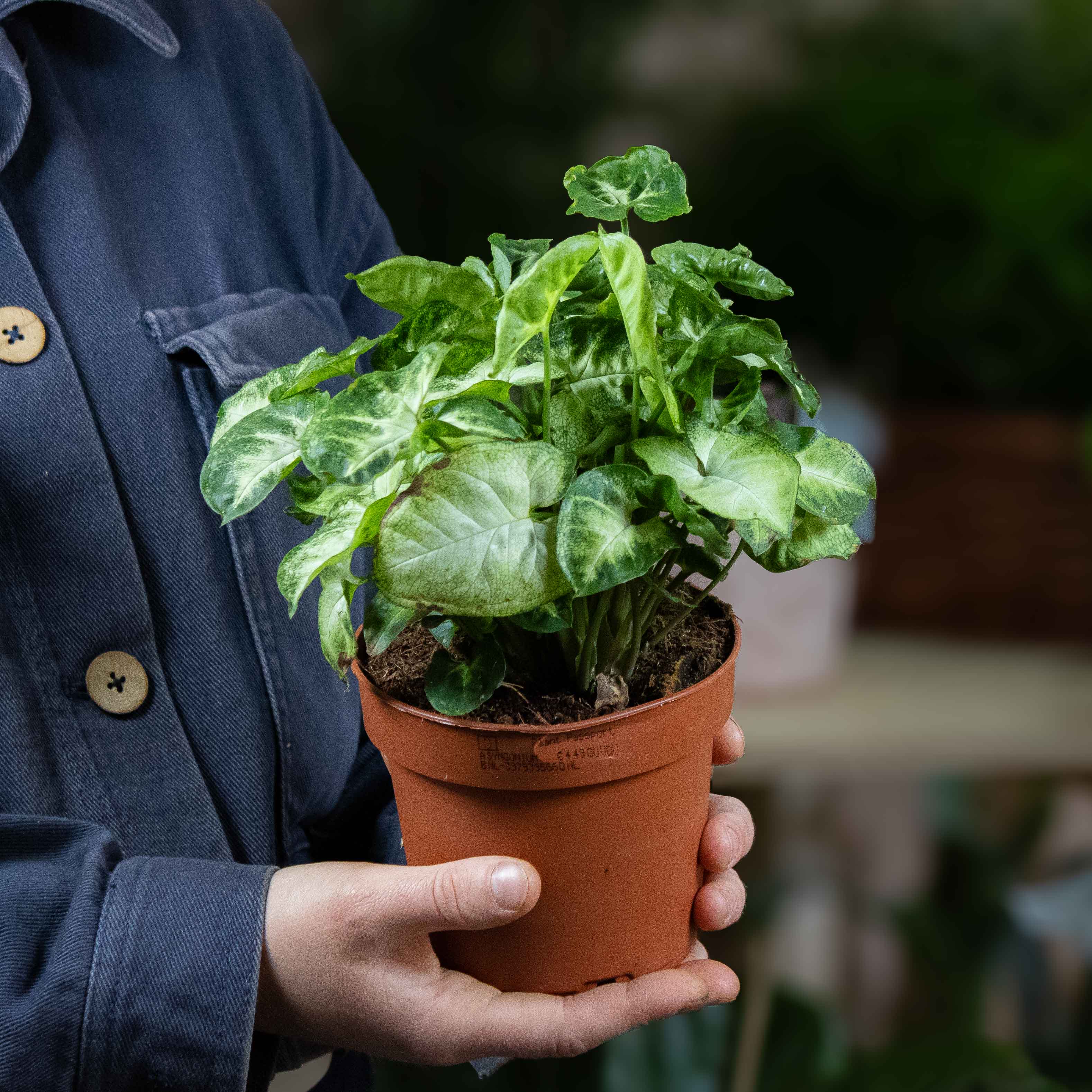 Syngonium podophyllyum (Arrowhead Vine) 12cm - Image 2