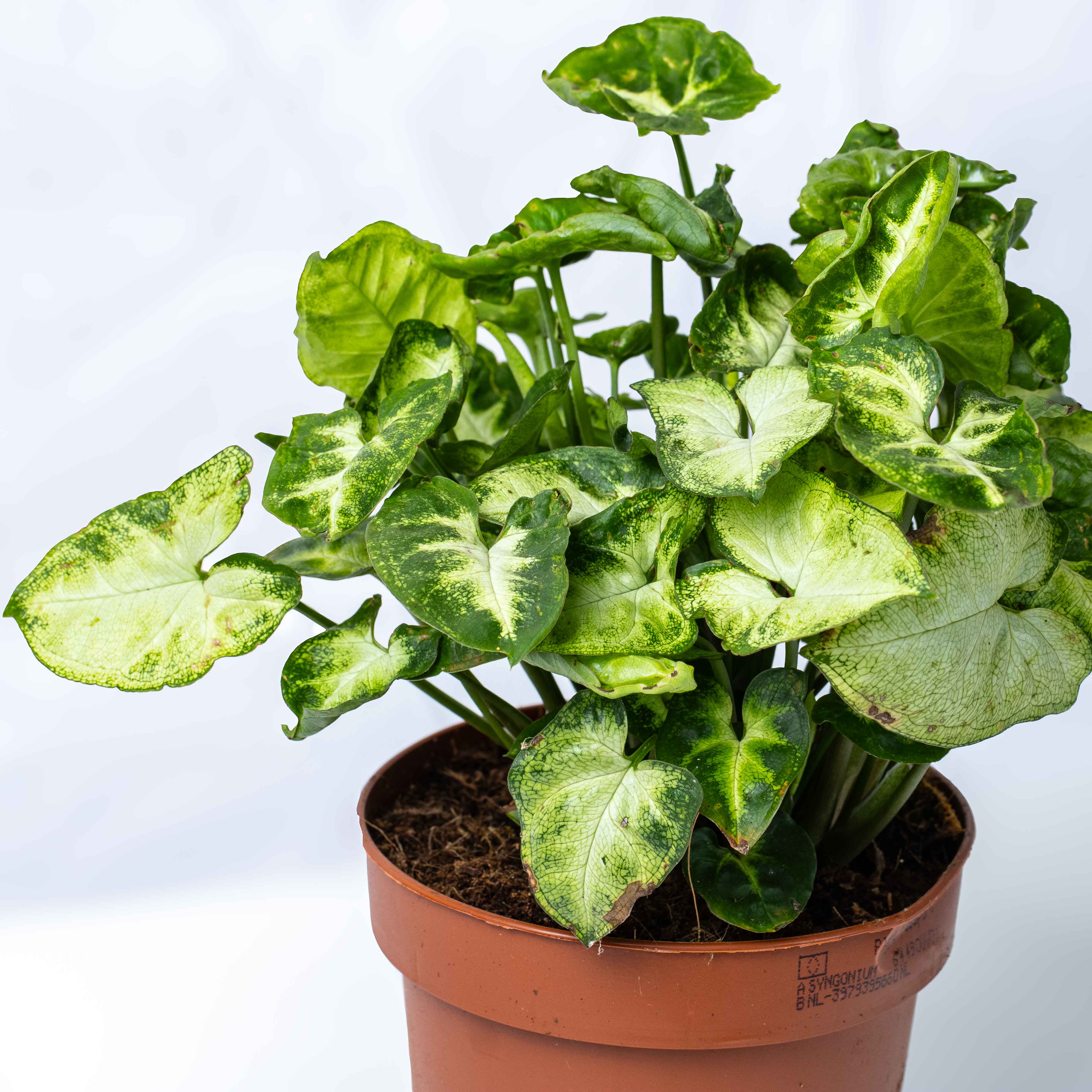 Syngonium podophyllyum (Arrowhead Vine) 12cm - Image 3