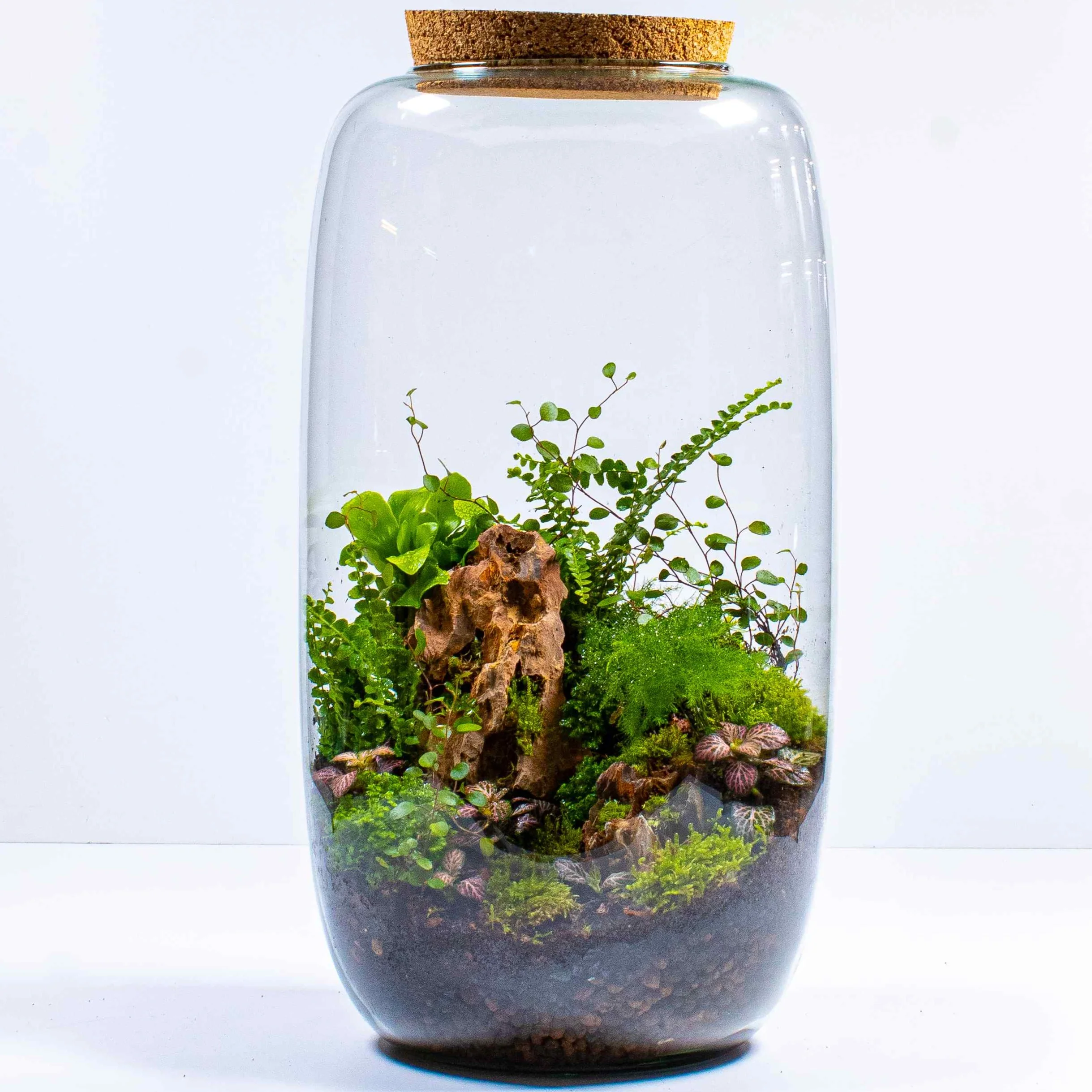 Tall Terrarium Container - Image 5
