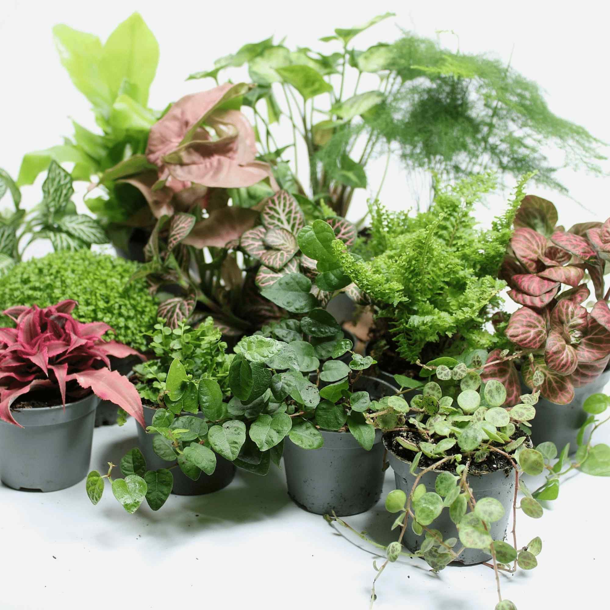 Terrarium Substrate Kit - Image 3