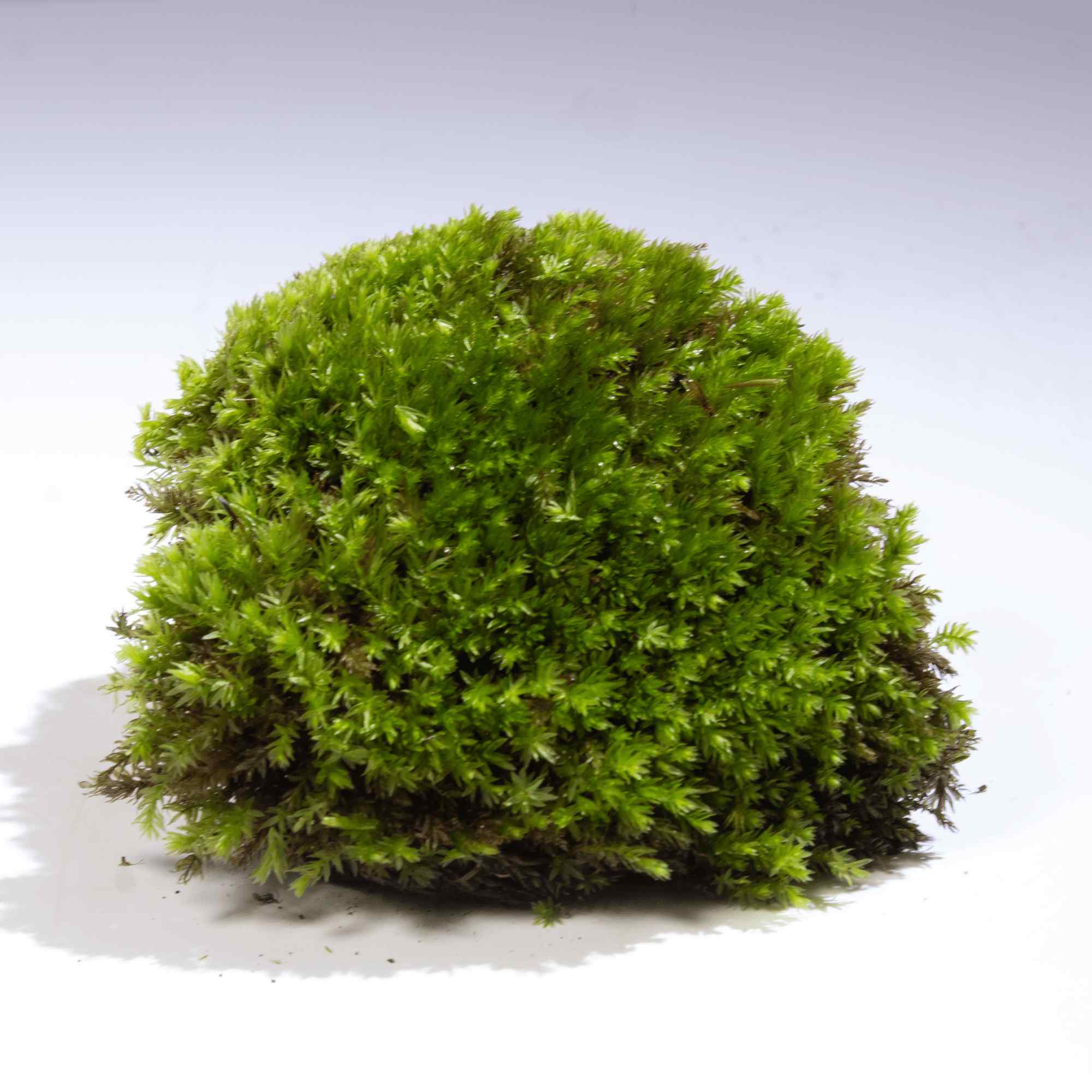 Terrarium Substrate Kit - Image 4