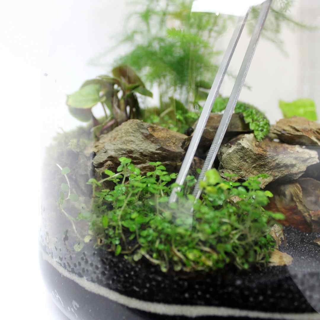 Terrarium Tool Kit - Image 6