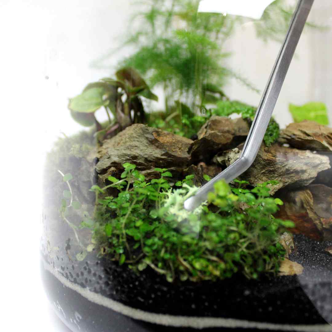 Terrarium Tool Kit - Image 7