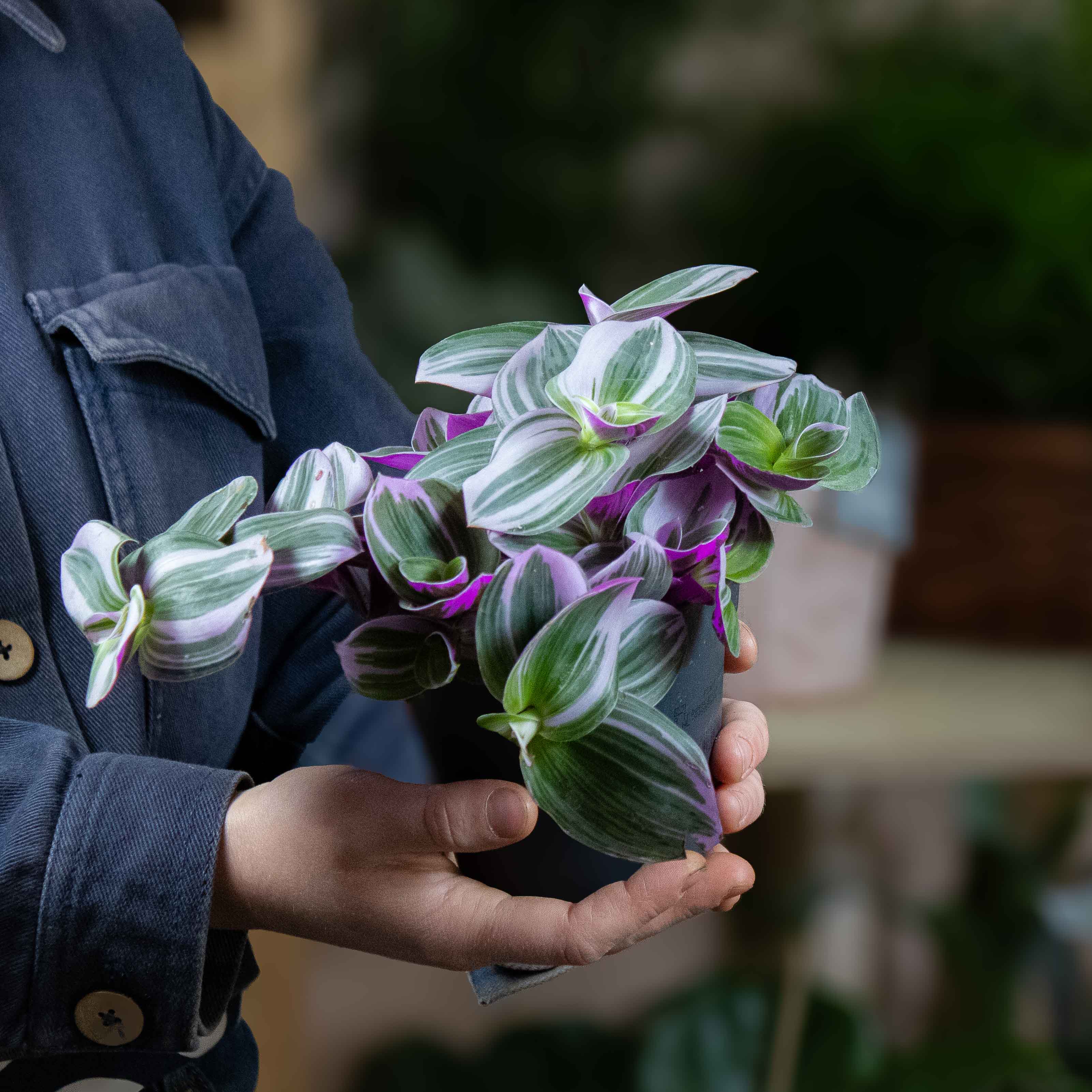 Tradescantia albiflora 'nanouk' (Inch Plant) 12cm - Image 2
