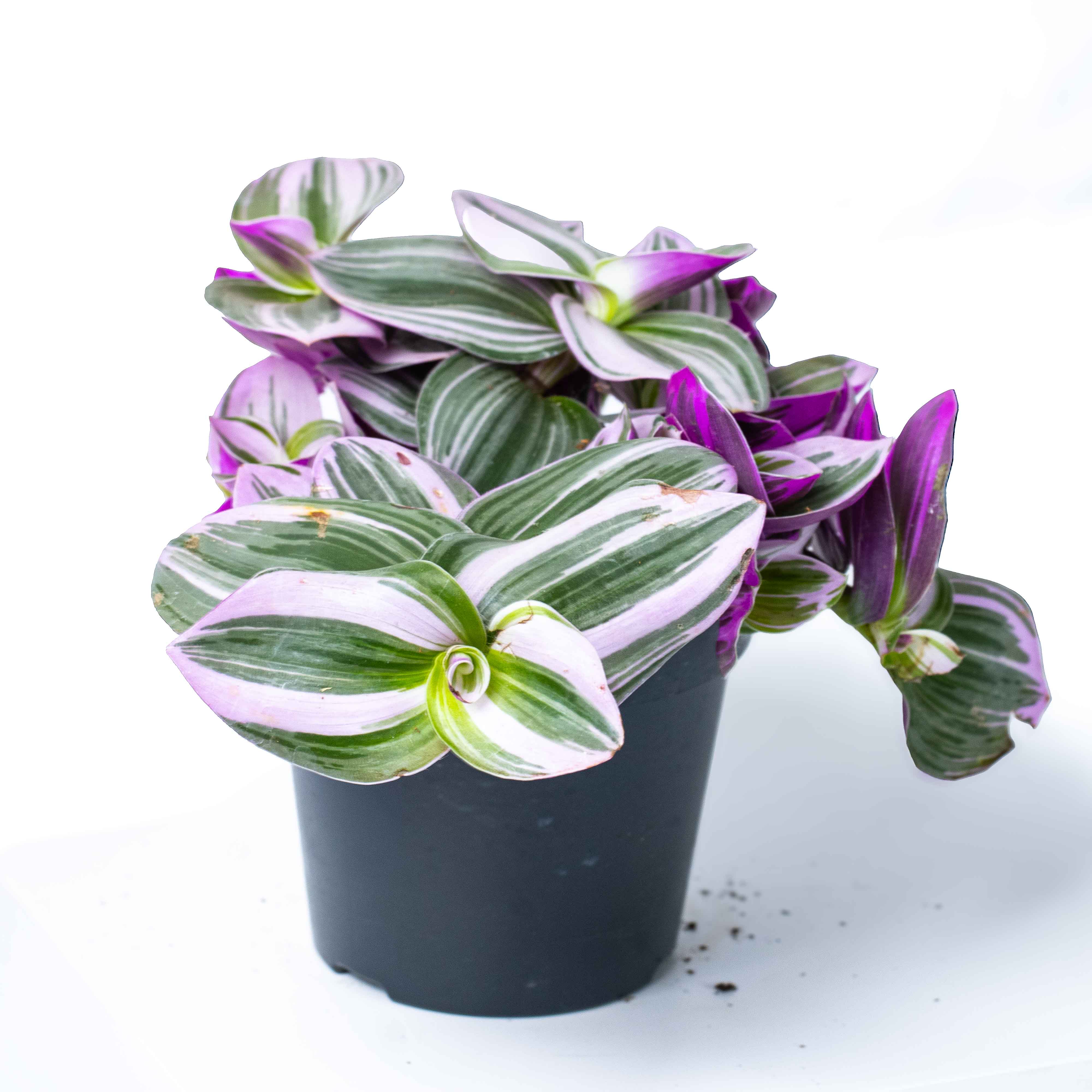 Tradescantia albiflora 'nanouk' (Inch Plant) 12cm - Image 3