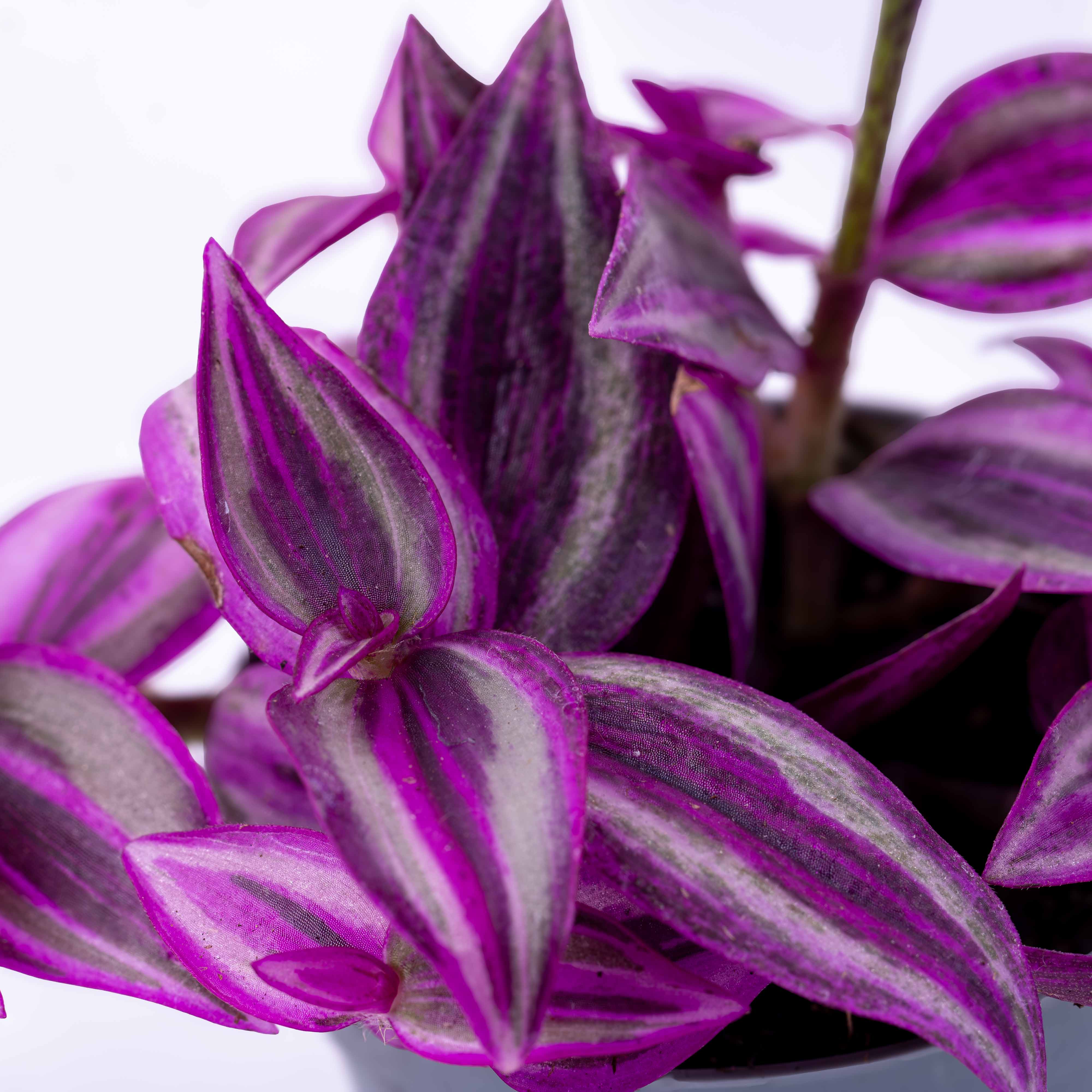 Tradescantia zebrina (Pink Paradise) 6cm - Image 2