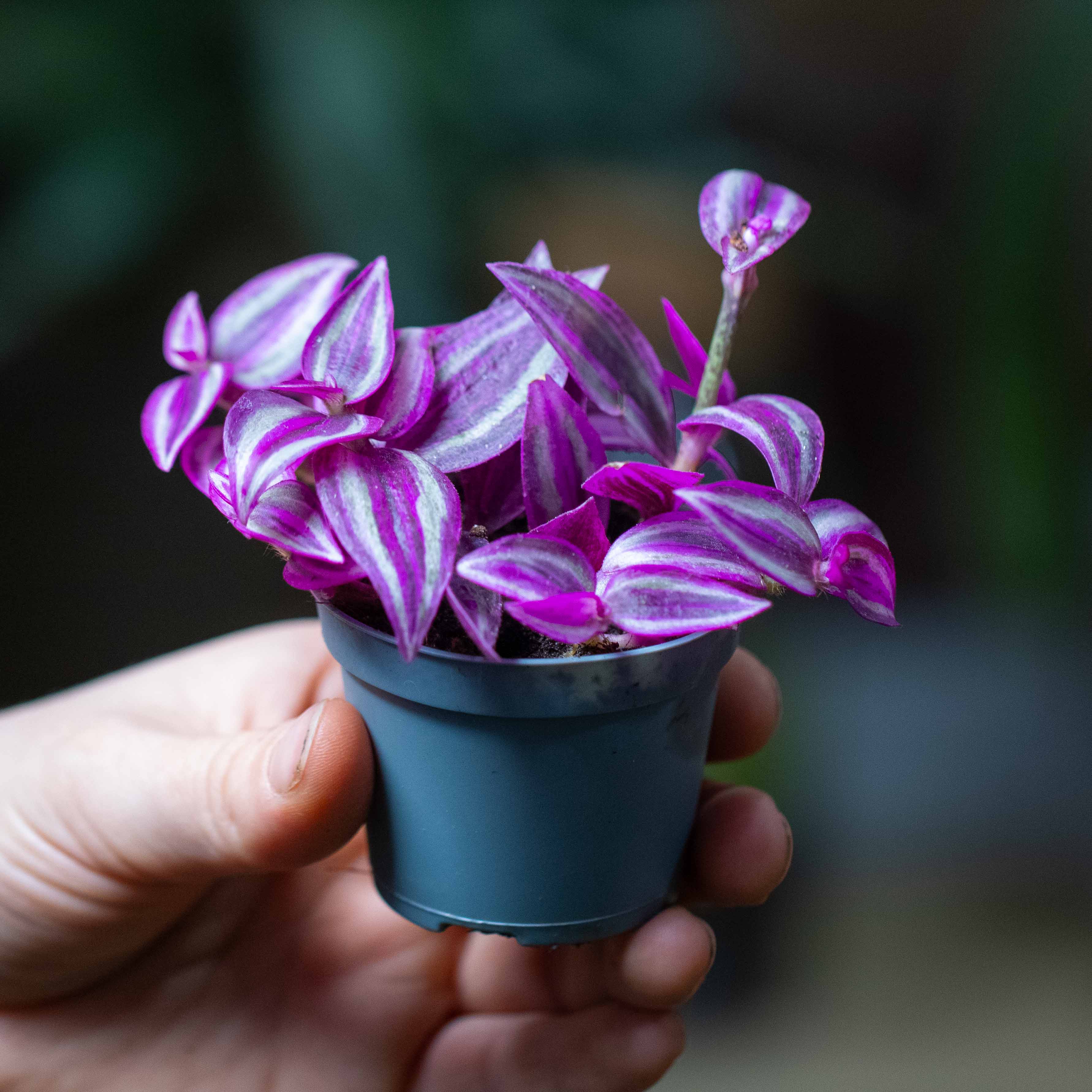 Tradescantia zebrina (Pink Paradise) 6cm - Image 3