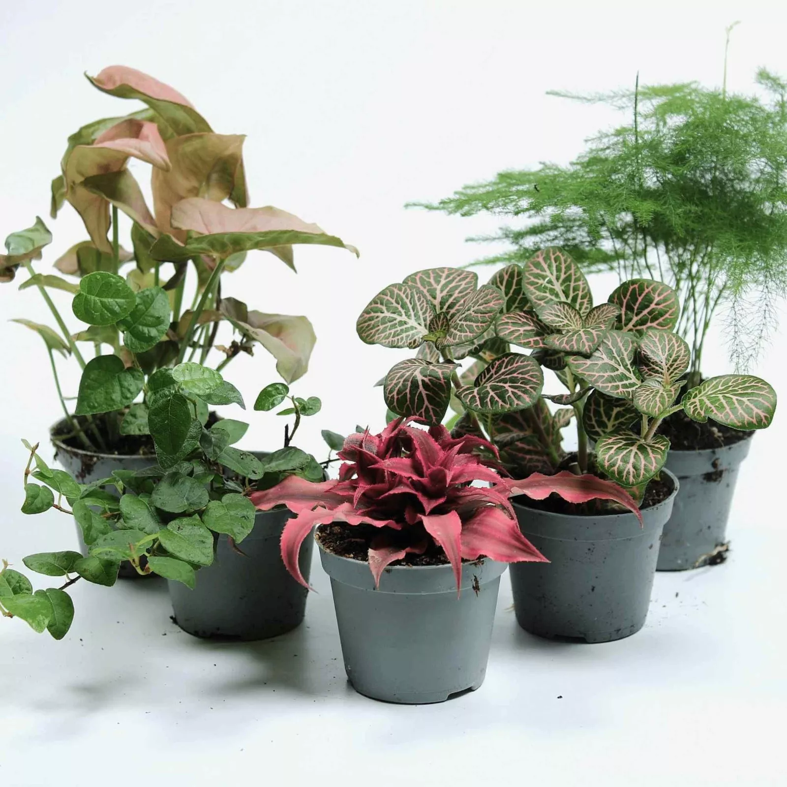 Tropical Terrarium 6cm Plant Mix: 3, 5 or 7 plants - Image 3