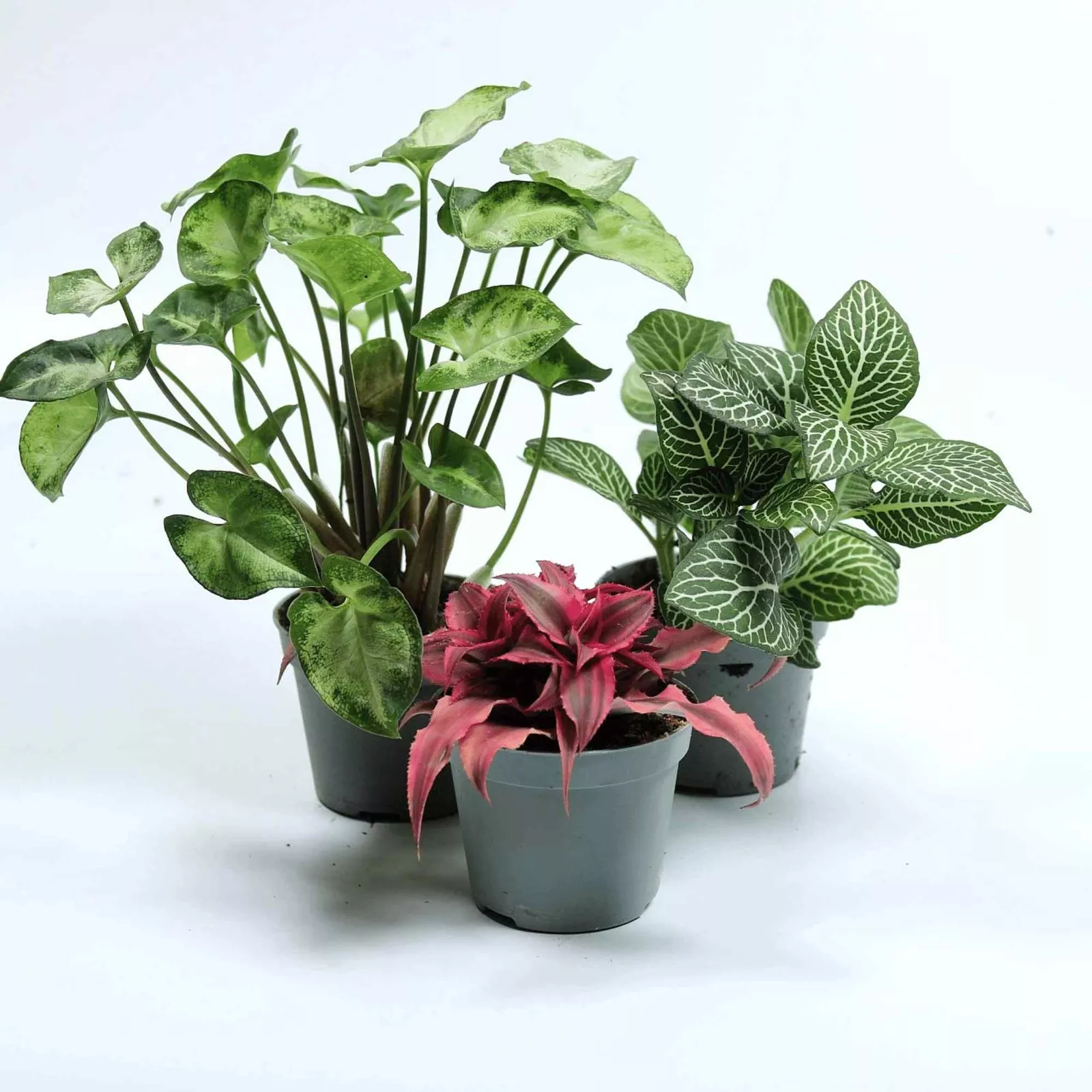 Tropical Terrarium 6cm Plant Mix: 3, 5 or 7 plants - Image 4