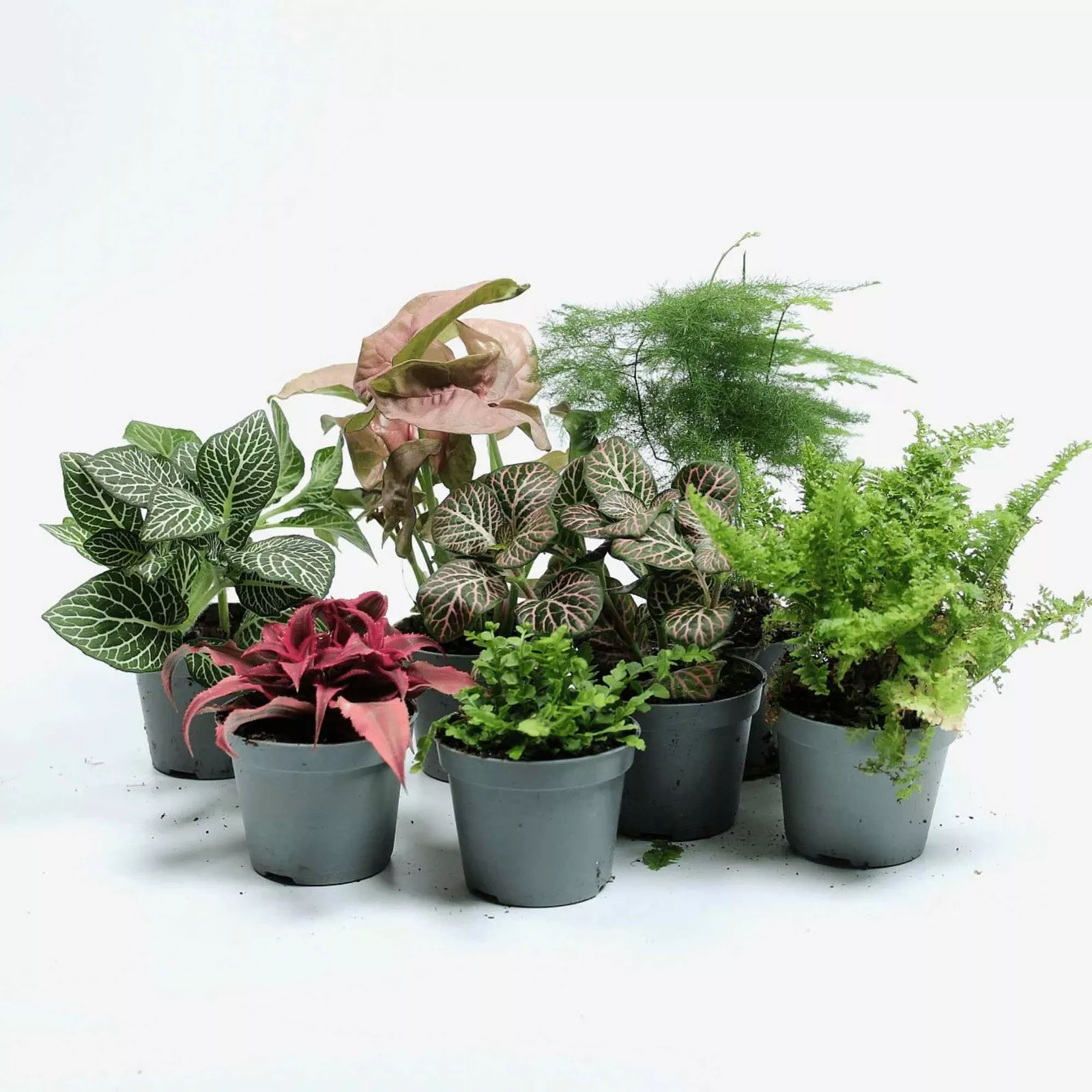 Tropical Terrarium 6cm Plant Mix: 3, 5 or 7 plants - Image 5