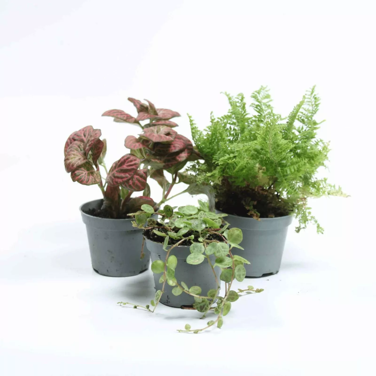 Tropical Terrarium 6cm Plant Mix: 3, 5 or 7 plants - Image 6
