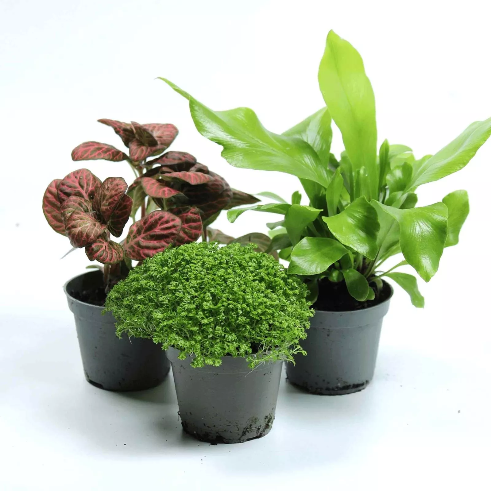 Tropical Terrarium 6cm Plant Mix: 3, 5 or 7 plants - Image 7