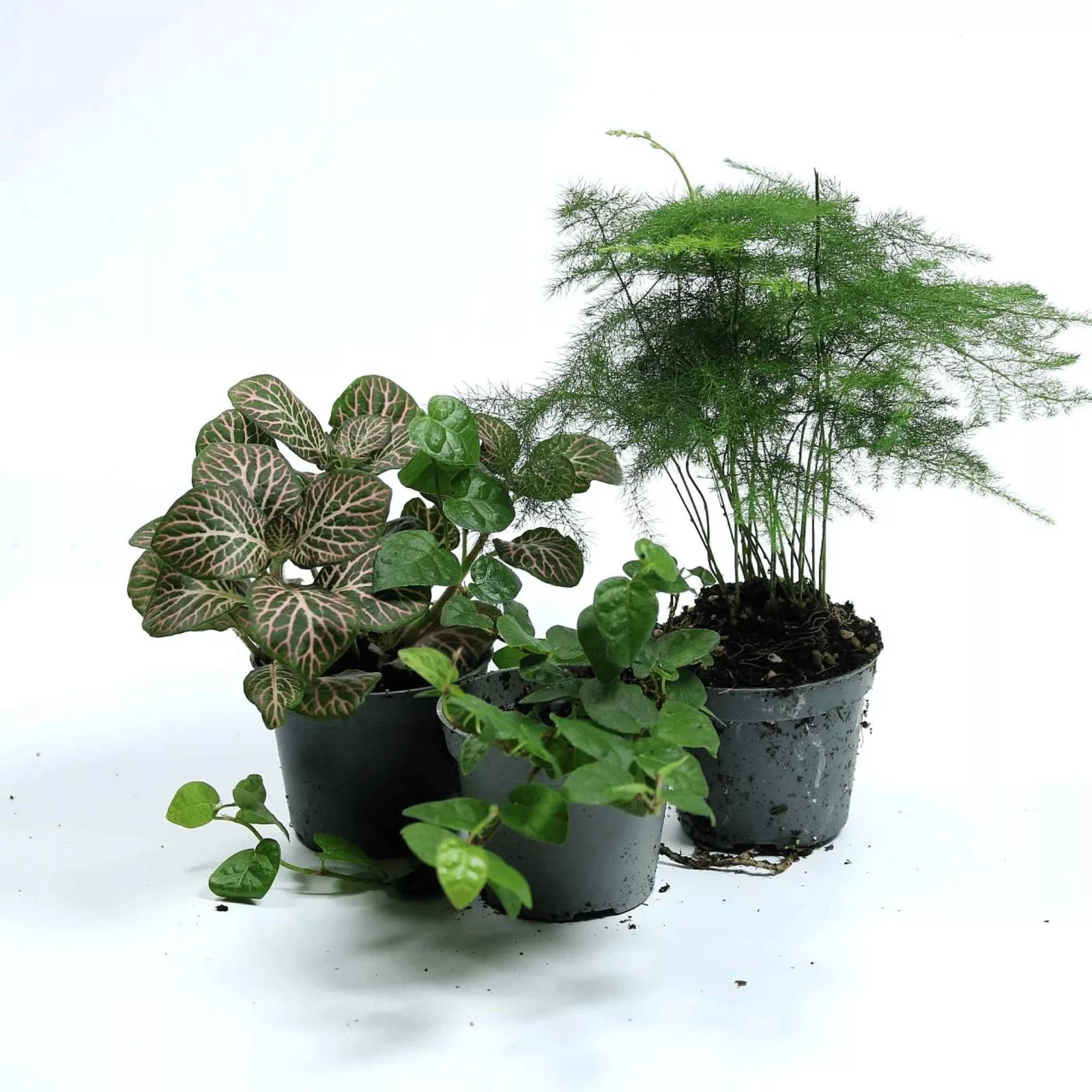 Tropical Terrarium 6cm Plant Mix: 3, 5 or 7 plants - Image 8