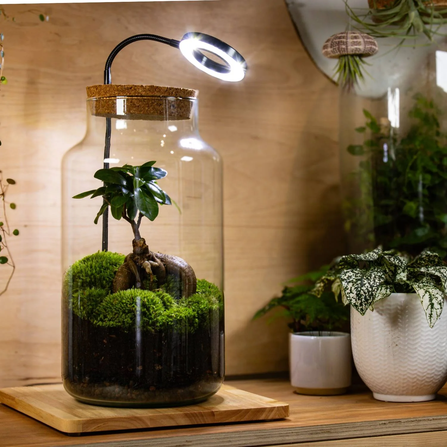 XL Ficus Terrarium - Image 2