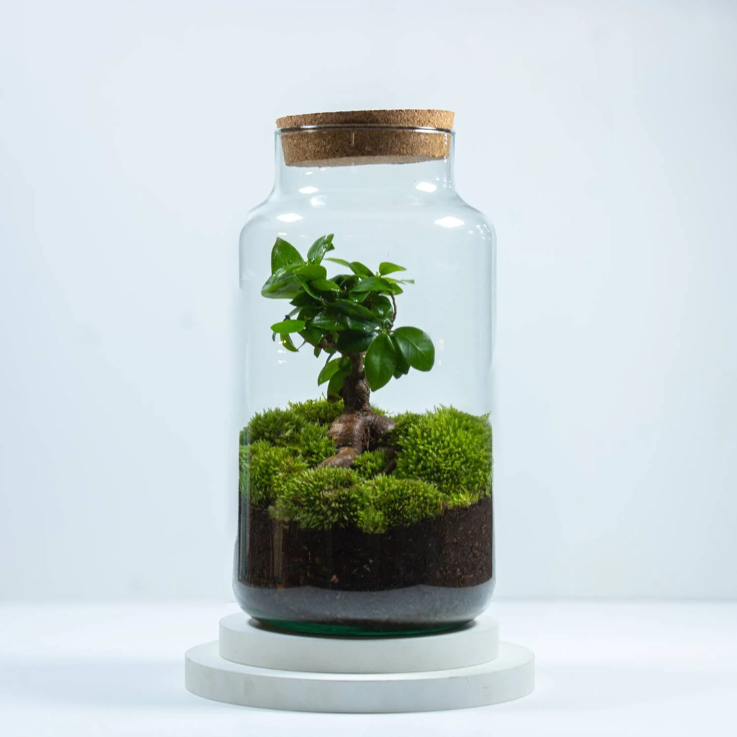 XL Ficus Terrarium - Image 3