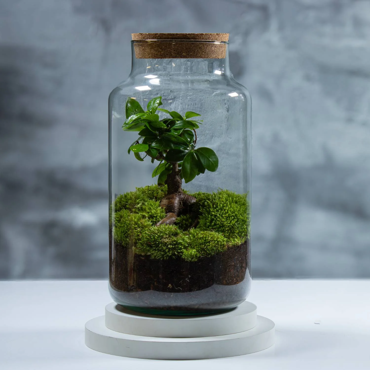 XL Ficus Terrarium - Image 4