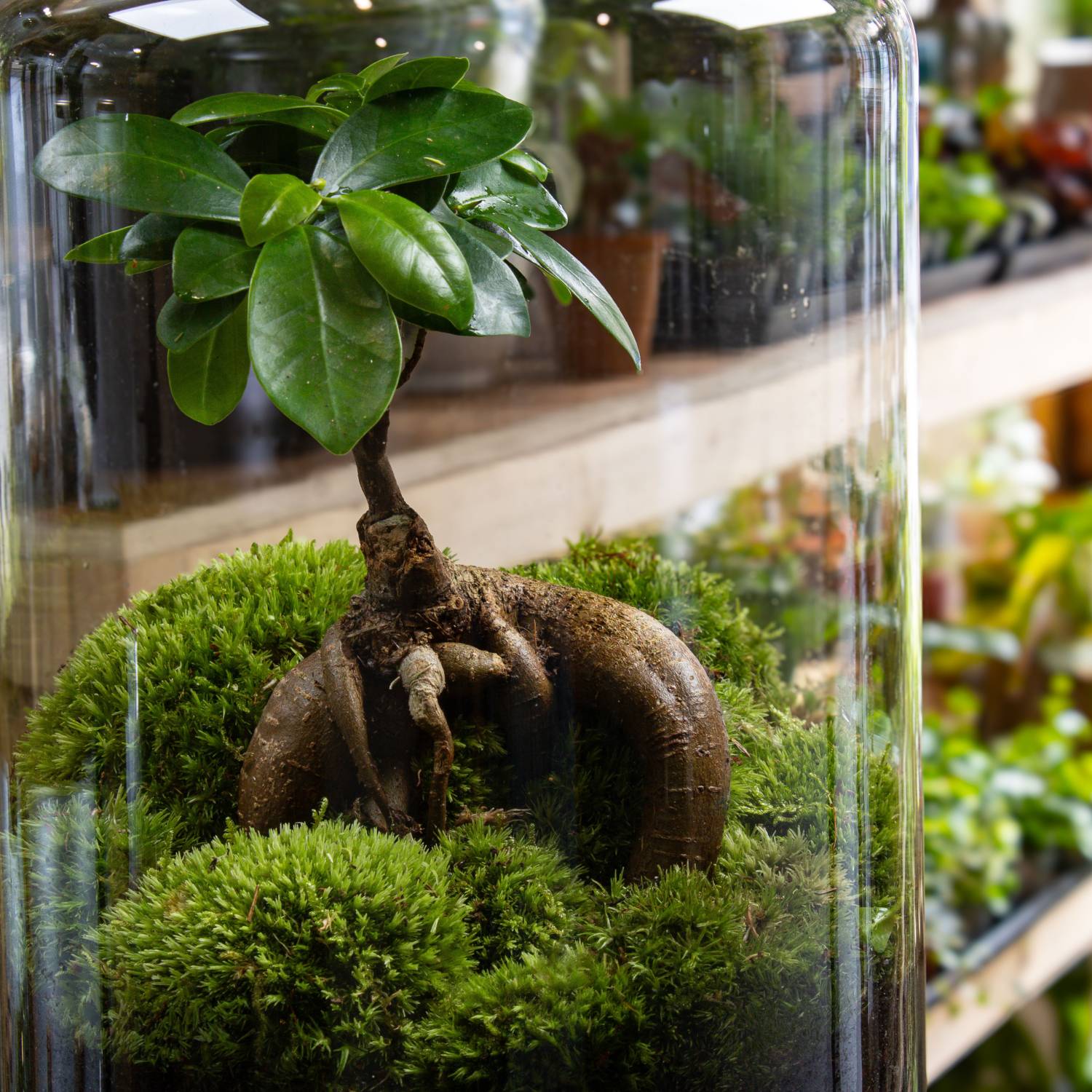 XL Ficus Terrarium - Image 5