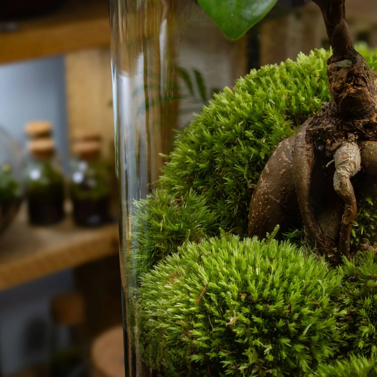 XL Ficus Terrarium - Image 6