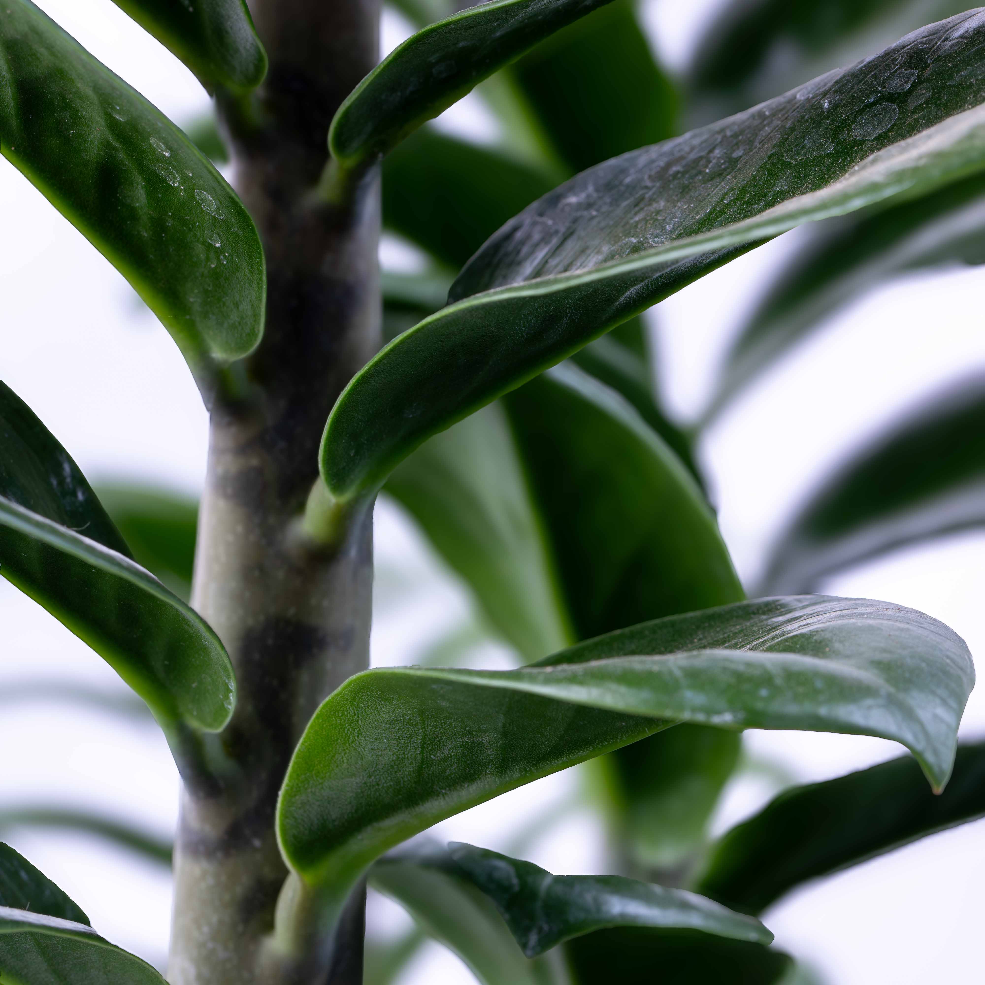 Zamioculcas zamiifolia (ZZ Plant) 12cm - Image 2