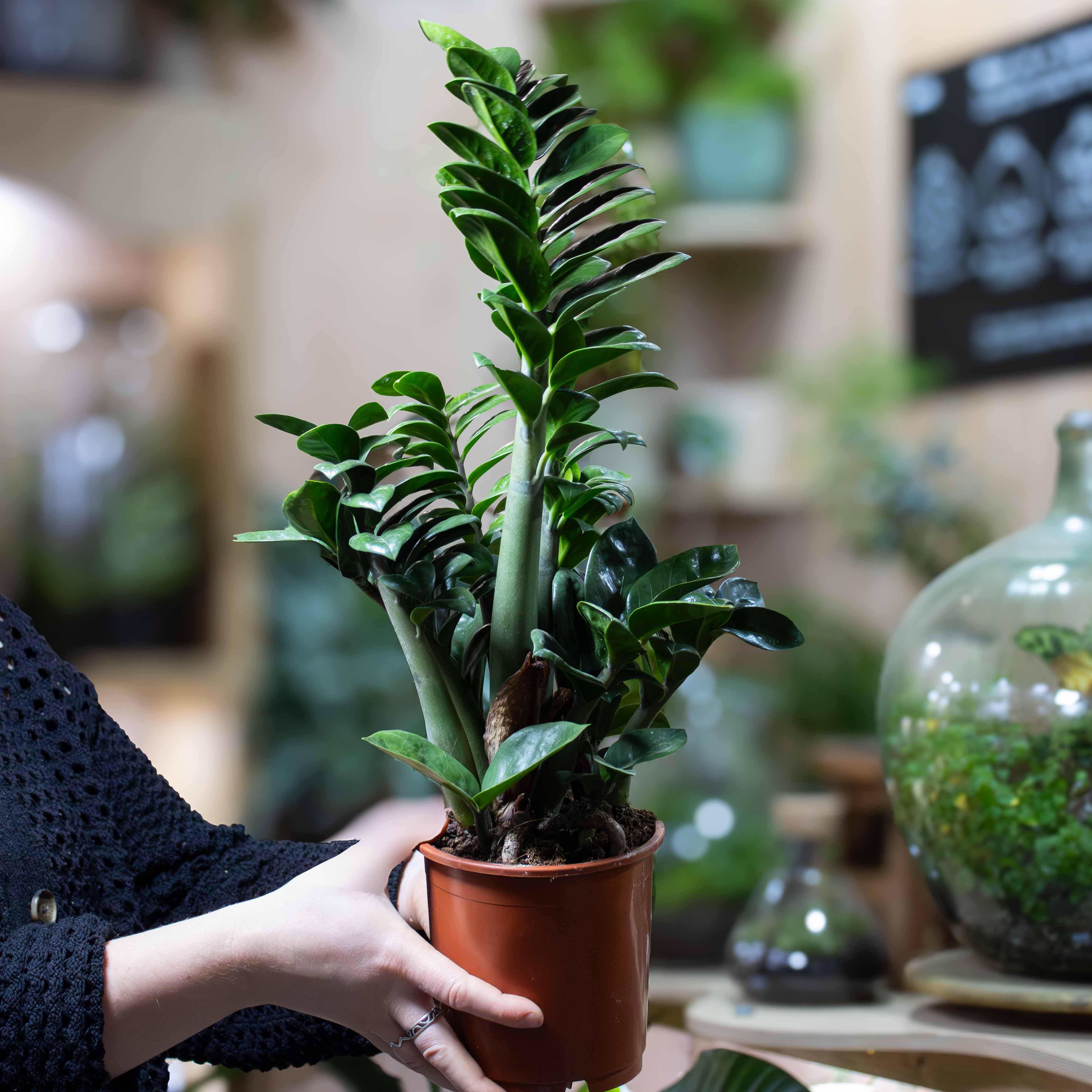 Zamioculcas zamiifolia (ZZ Plant) 12cm - Image 3